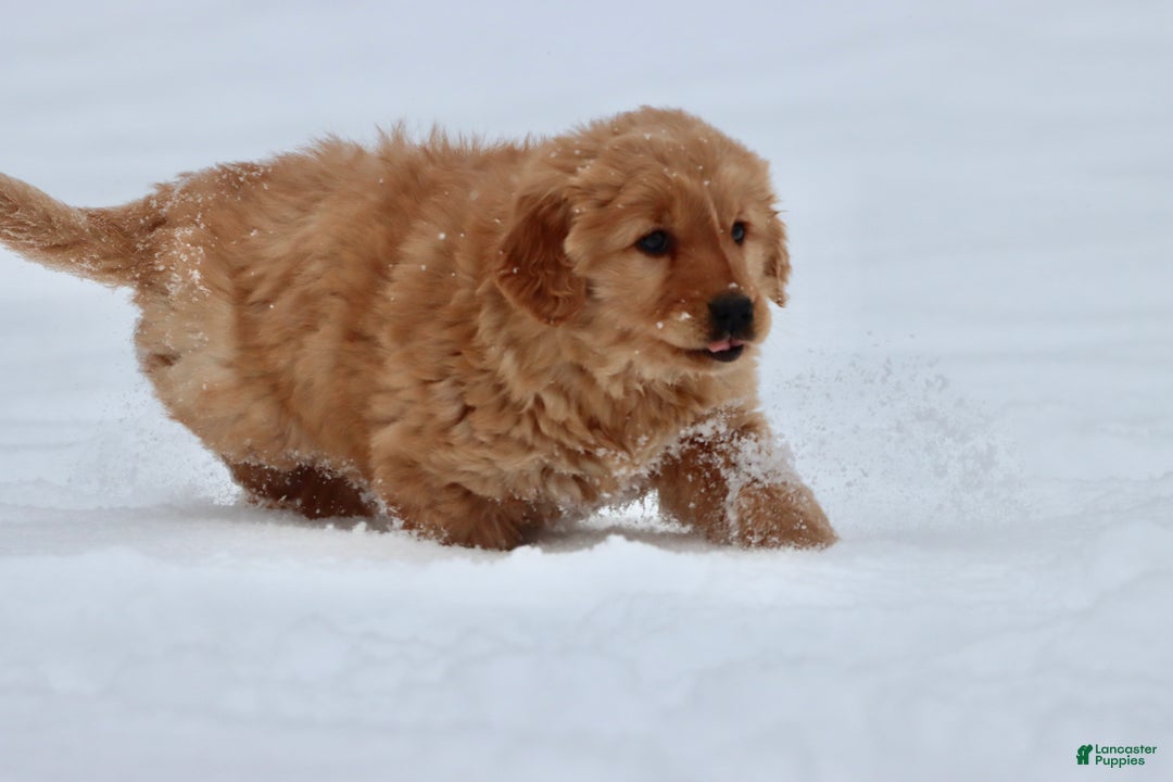 Goldador dogs for sale: Aunt Bee - Ad 1