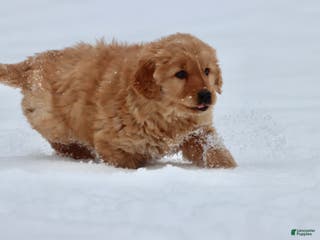 Goldador dogs Aunt Bee - Ad 6