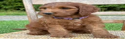 Irish Doodle dogs for sale: Molly - Ad 17