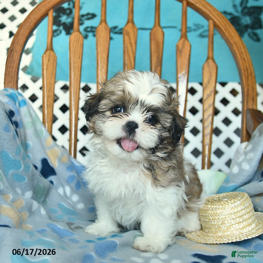 Shih Tzu dogs Sprinkle   - Ad 2