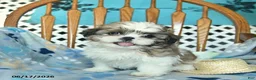 Shih Tzu dogs for sale: Sprinkle   - Ad 2