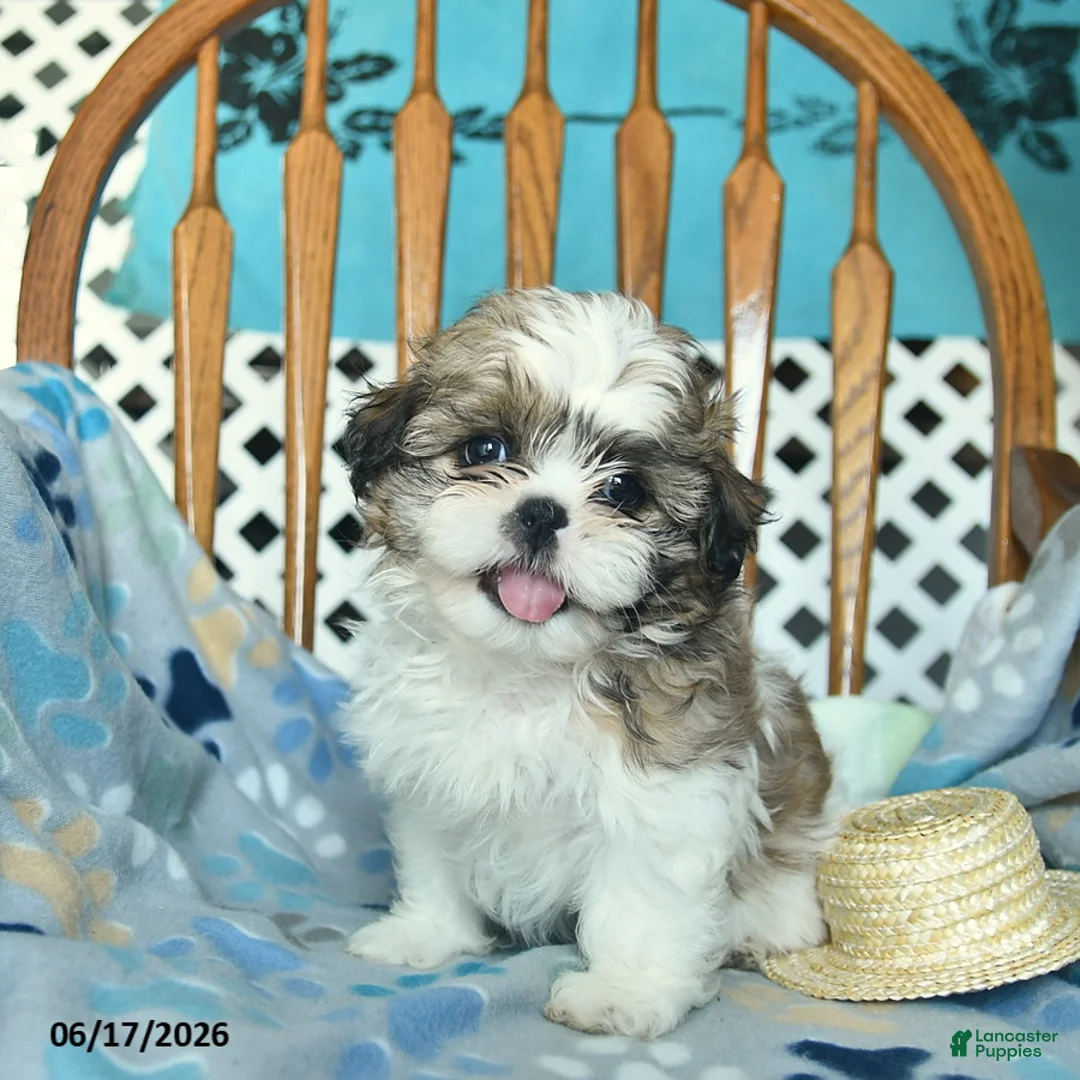 Shih Tzu dogs for sale: Sprinkle   - Ad 2
