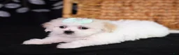 Teddy Bear dogs for sale: Clara - Ad 3