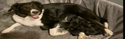 Mixed Breed dogs for sale: Mixed Breed Puppy 6 - Ad 2