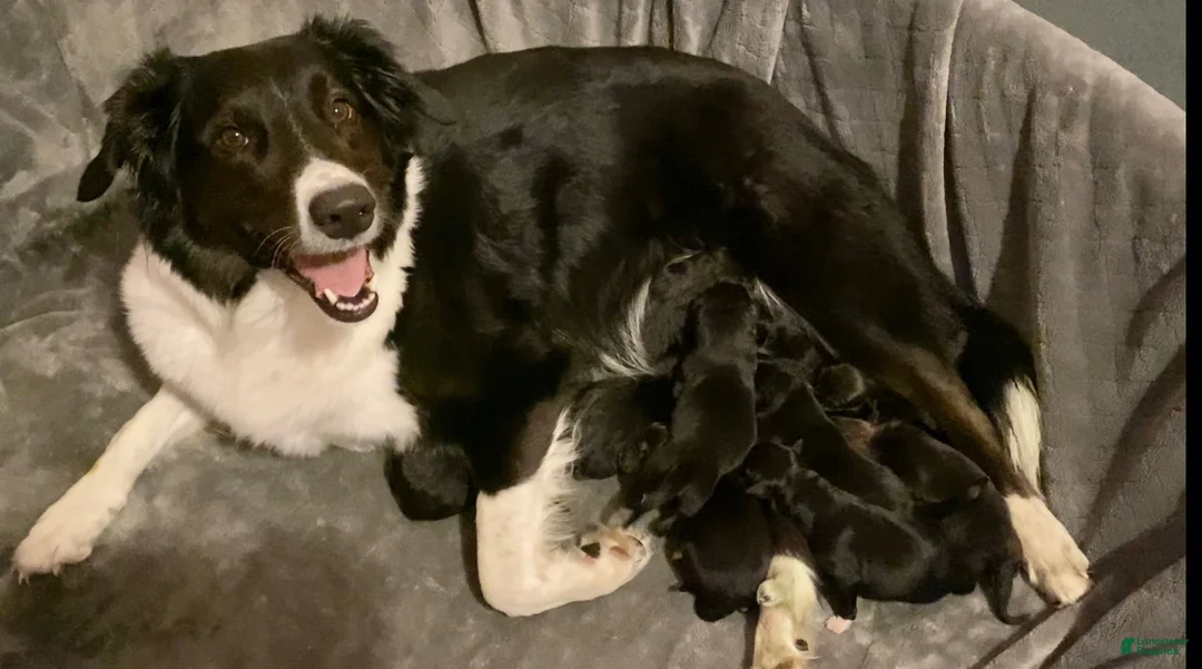 Mixed Breed dogs for sale: Mixed Breed Puppy 6 - Ad 2