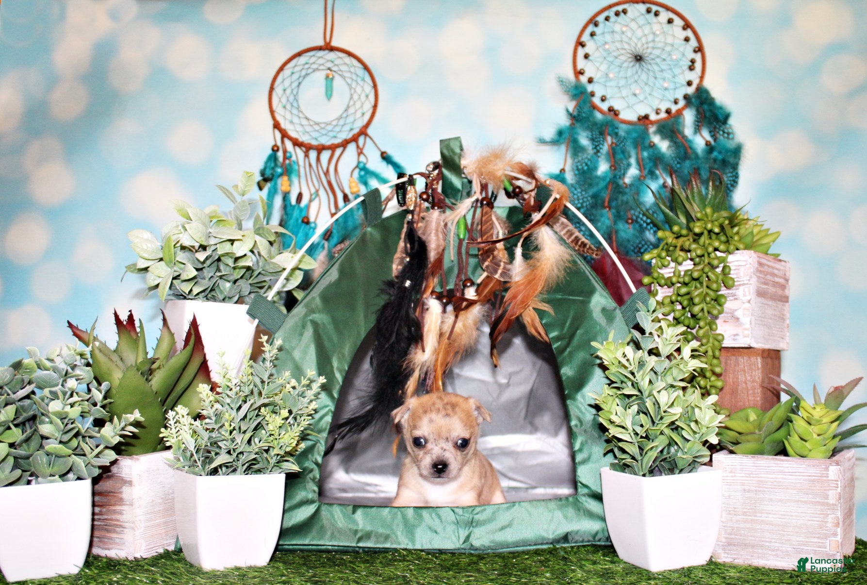 Chihuahua dogs Thaddeus - Ad 9