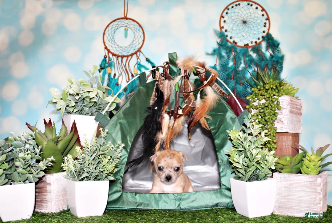 Chihuahua dogs for sale: Thaddeus - Ad 1