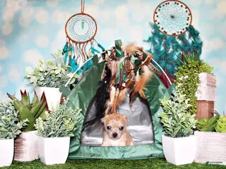 Chihuahua dogs Thaddeus - Ad 9