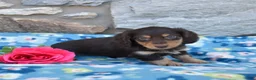 Miniature Dachshund dogs for sale: Oliver  - Ad 7