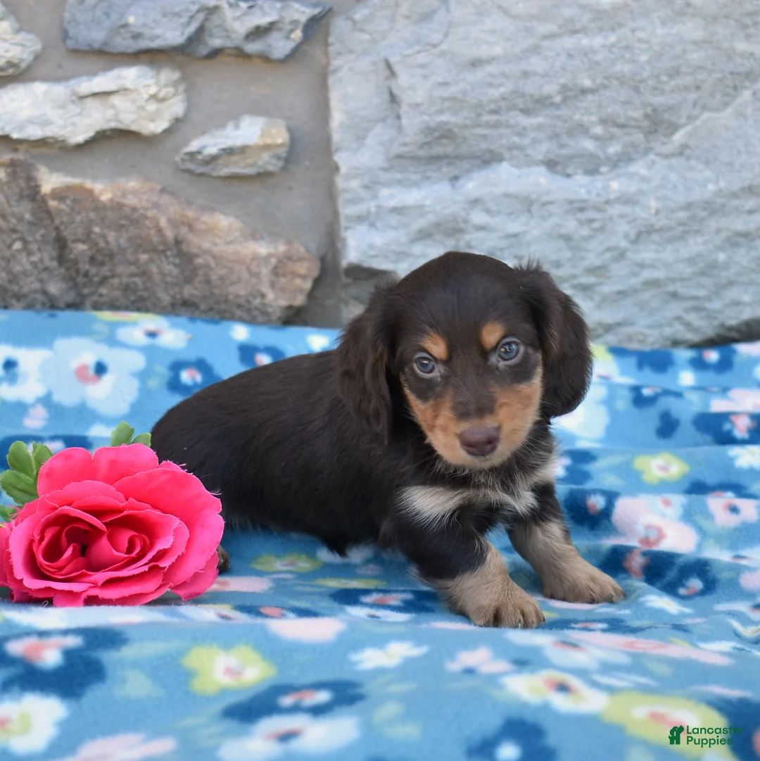 Miniature Dachshund dogs for sale: Oliver  - Ad 7