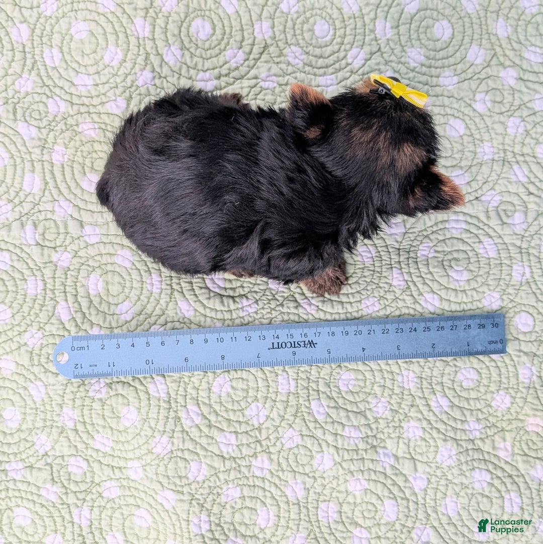 Yorkshire Terrier dogs for sale: Spritz - Ad 9