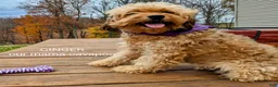 Cavapoo dogs for sale: Latte - Ad 7