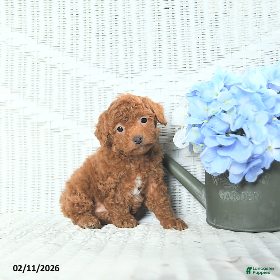 Mini Aussiedoodle dogs Macey - Ad 1