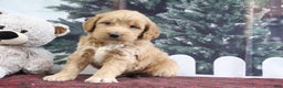 Mini Goldendoodle dogs for sale: Lyndon - Ad 3