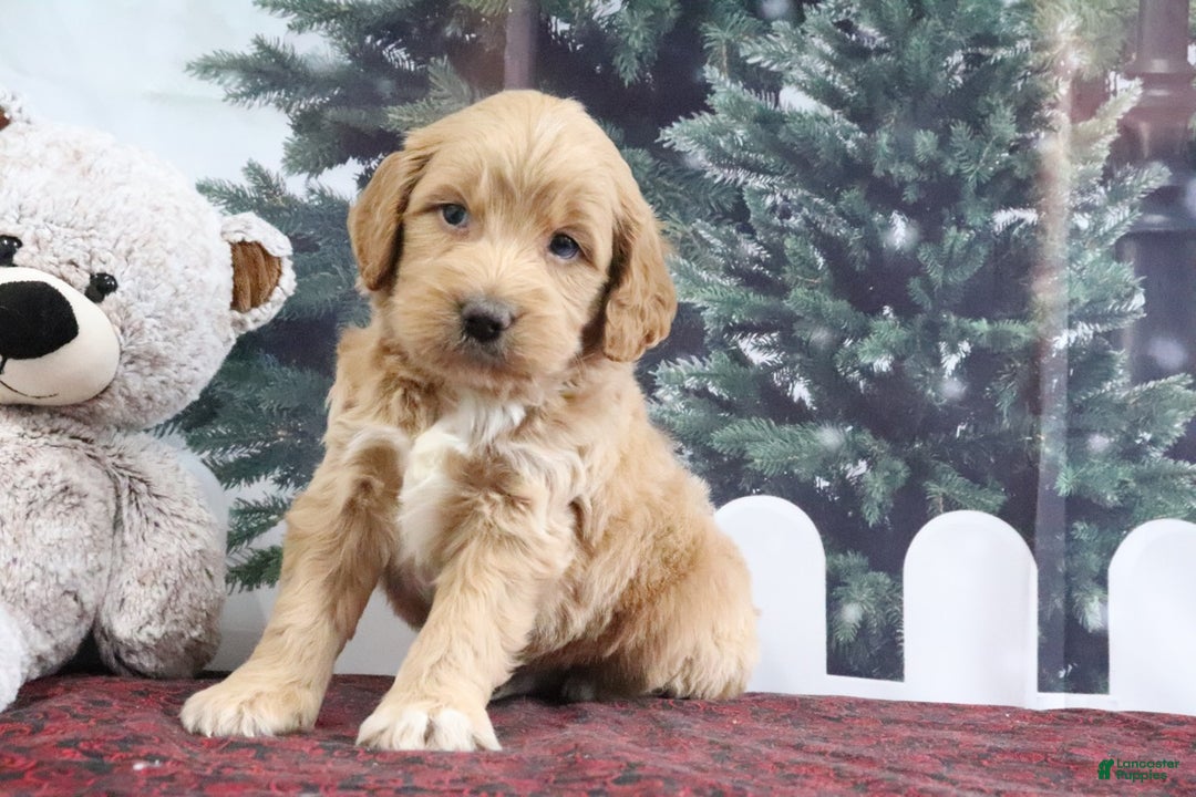 Mini Goldendoodle dogs for sale: Lyndon - Ad 3