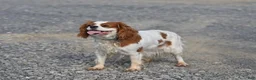 Cavalier King Charles Spaniel dogs for sale: Beulah - Ad 5