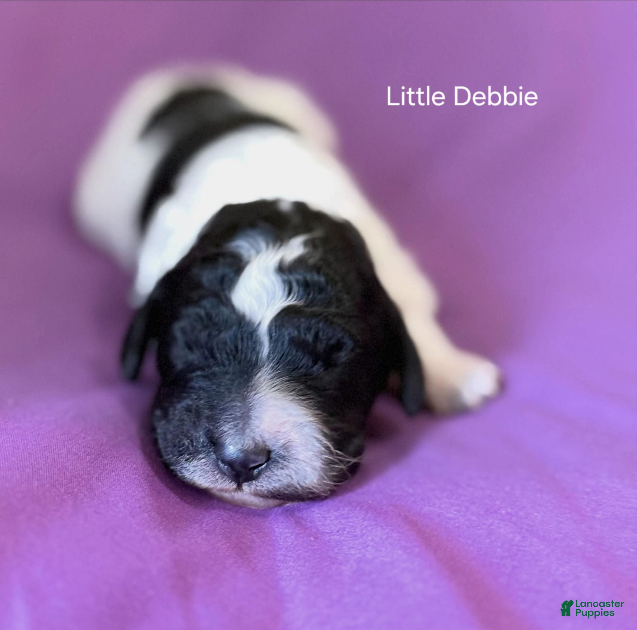 Miniature Poodle dogs Little Debbie - Ad 14