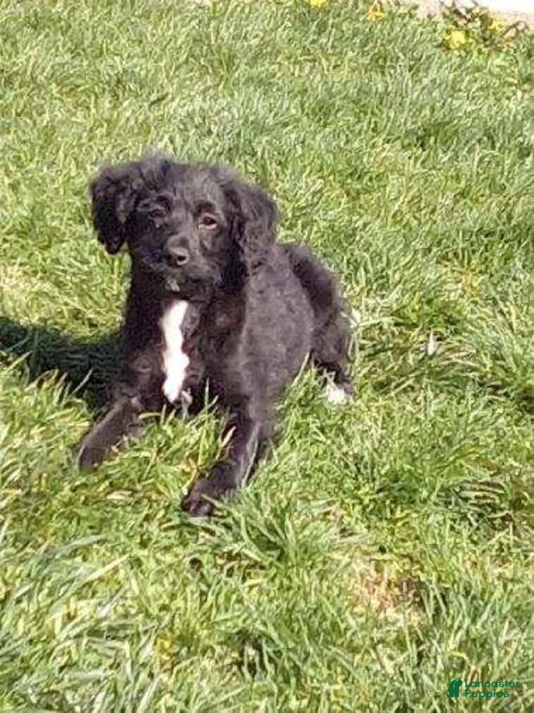Labradoodle dogs for sale: LUCY - Ad 1
