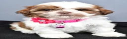 Shih Tzu dogs for sale: Hope - Ad 6