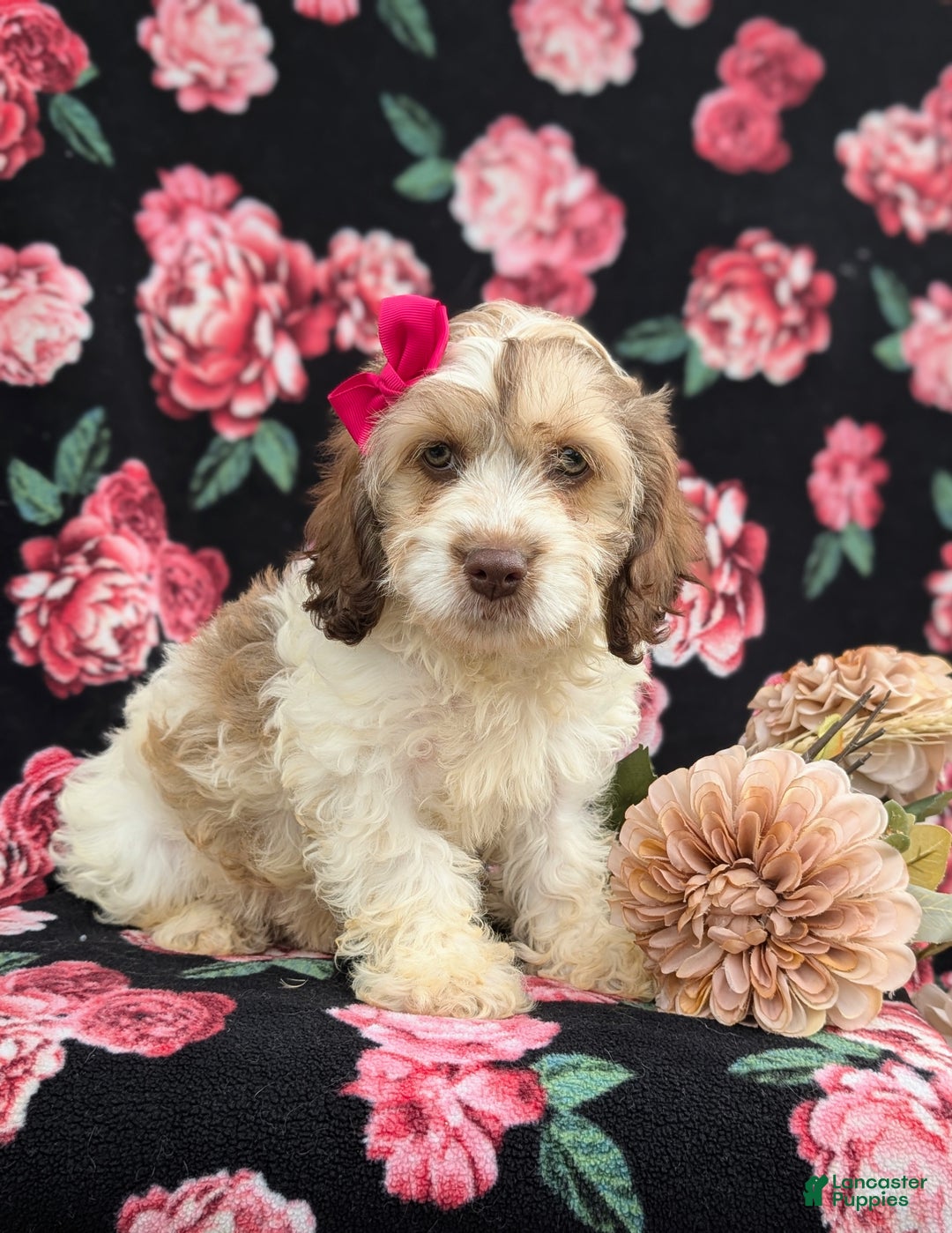 Cockapoo dogs for sale: Krystal - Ad 3