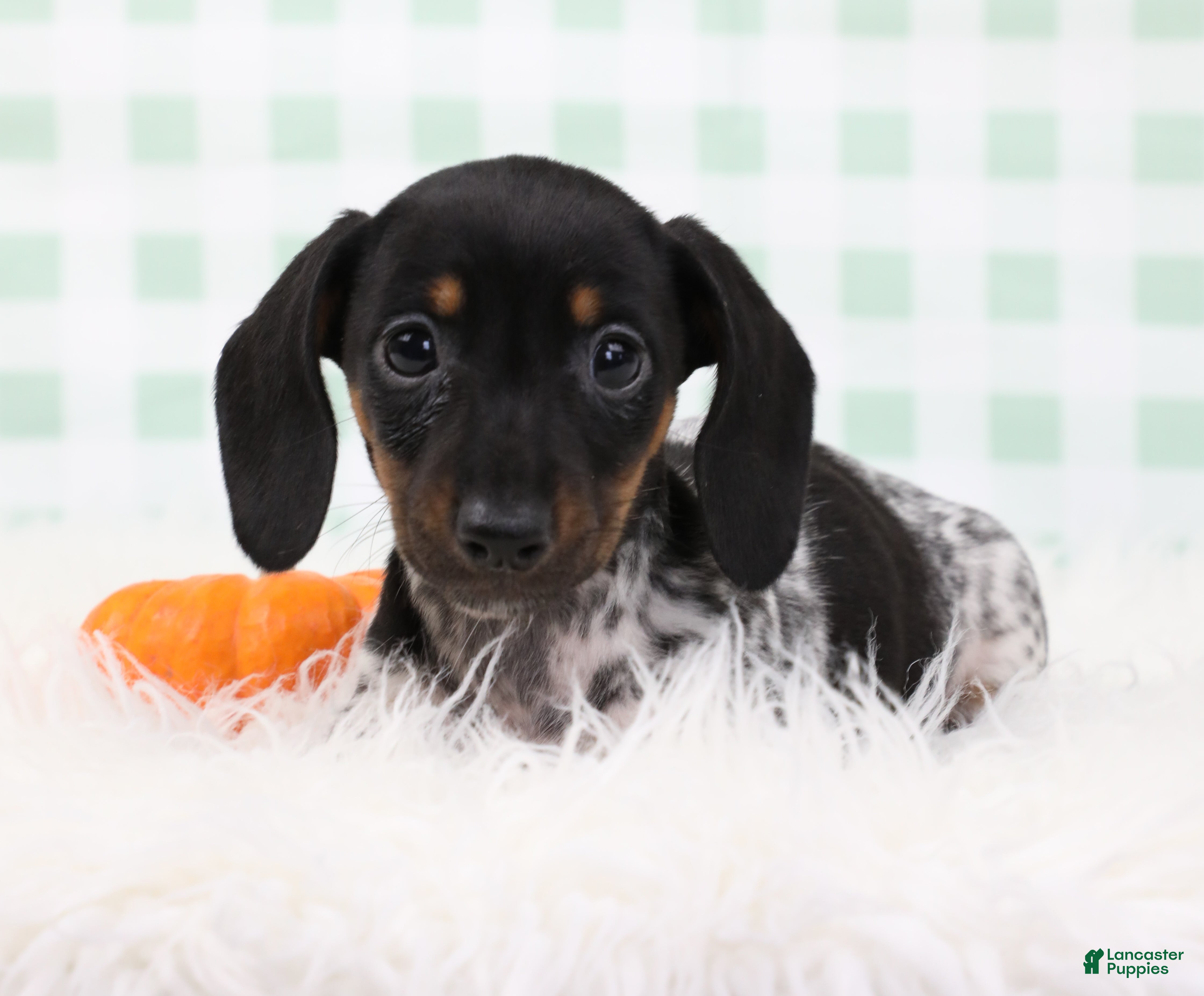 Miniature Dachshund dogs Sylvie 🍓 - Ad 1