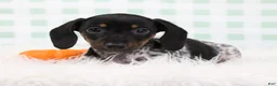 Miniature Dachshund dogs for sale: Sylvie 🍓 - Ad 1