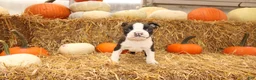 Boston Terrier dogs for sale: Jasper - Ad 3