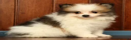 Pomeranian dogs for sale: Mitch - Ad 4