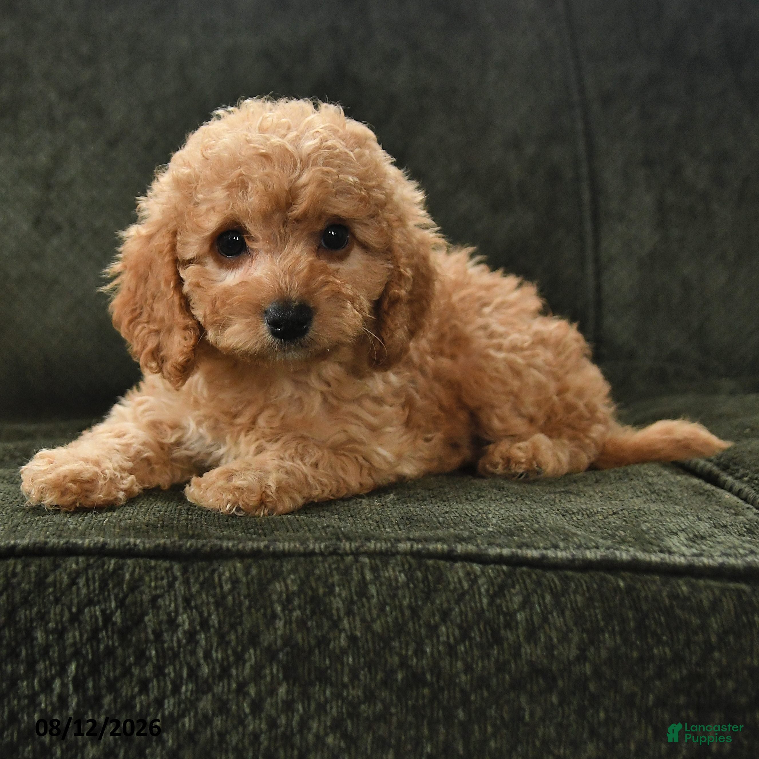 Cavapoo dogs Peg - Ad 2