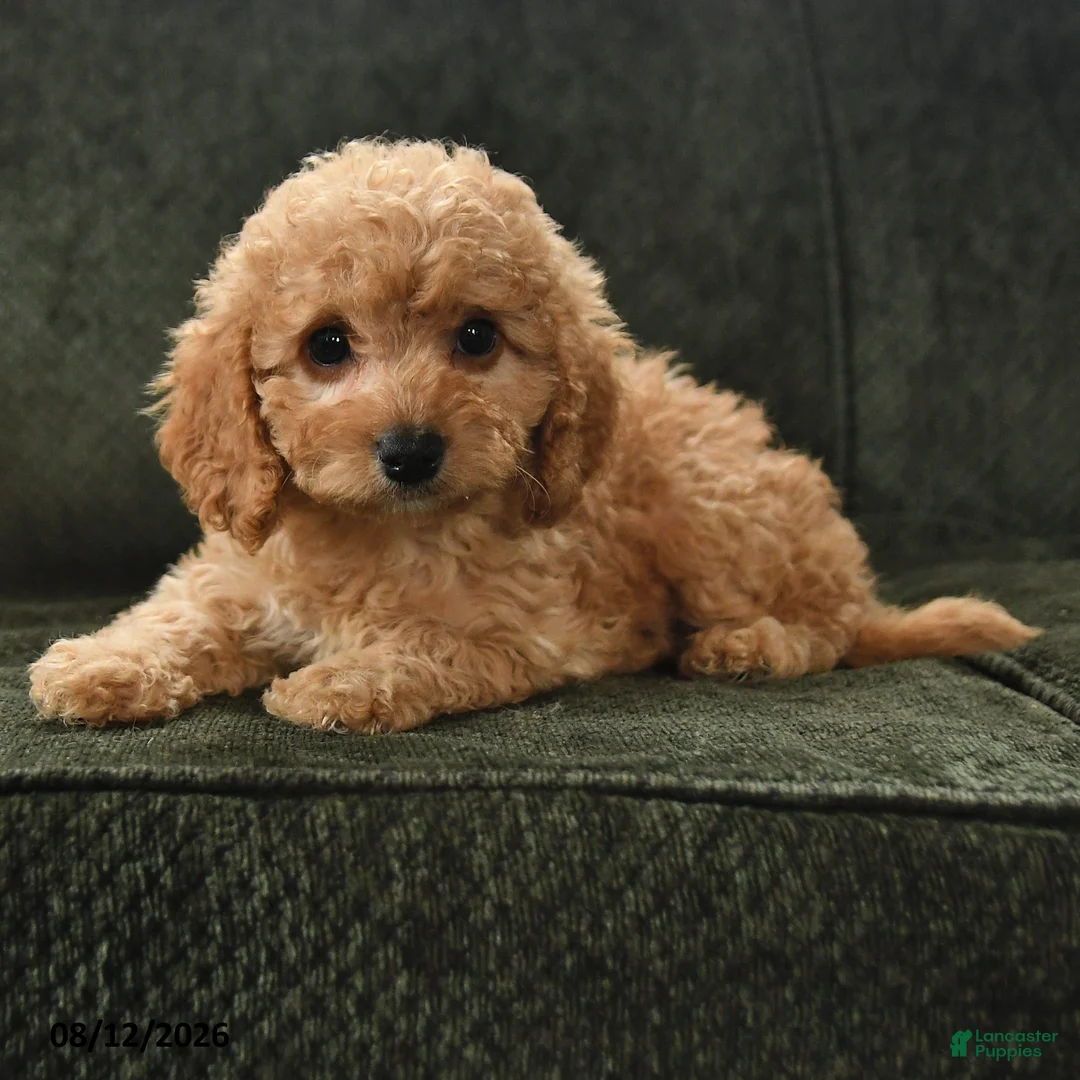 Cavapoo dogs for sale: Peg - Ad 2