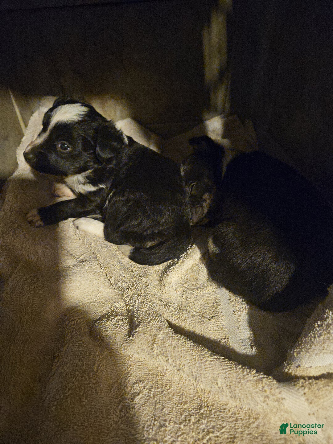 Border Collie dogs for sale: Kumba (Call-Text) - Ad 3