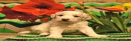 Mini Goldendoodle dogs for sale: Bobby  - Ad 2
