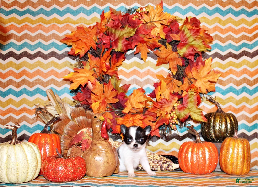 Chihuahua dogs for sale: Sophie - Ad 2