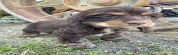 Cocker Spaniel dogs for sale: Snickers - Ad 7