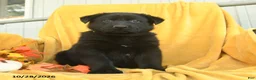 German Shepherd dogs for sale: Obadiah  - Ad 5