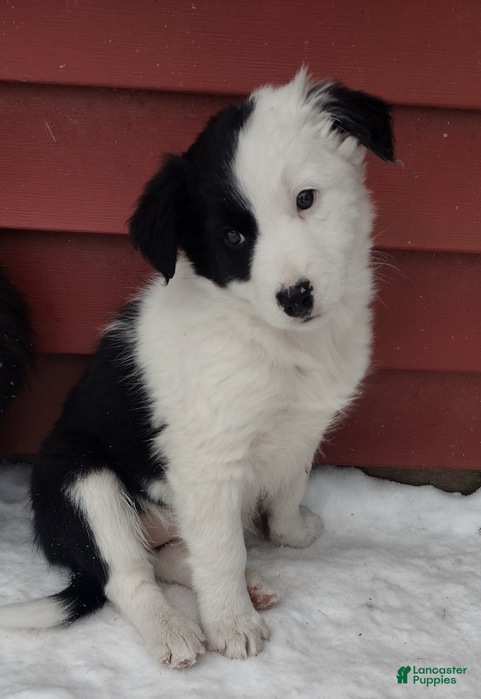 Border Collie dogs Zoe  - Ad 30