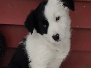 Border Collie dogs Zoe - Ad 30