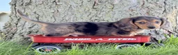 Miniature Dachshund dogs for sale: Cooper - Ad 5