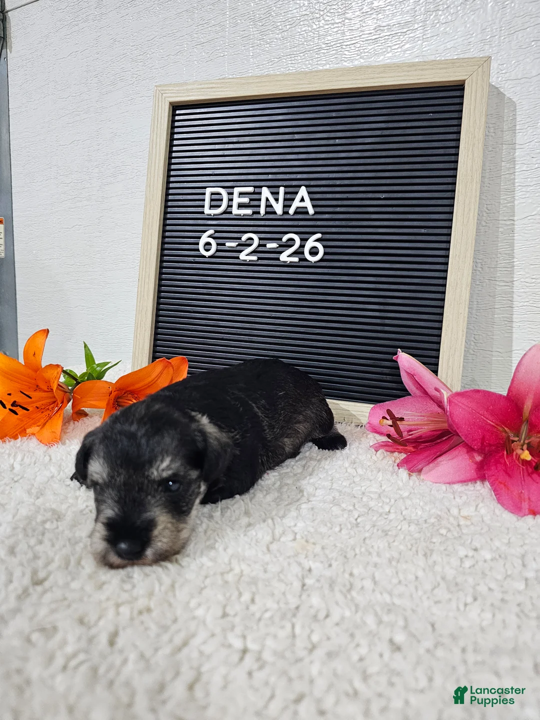 Miniature Schnauzer dogs for sale: Dena - Ad 1