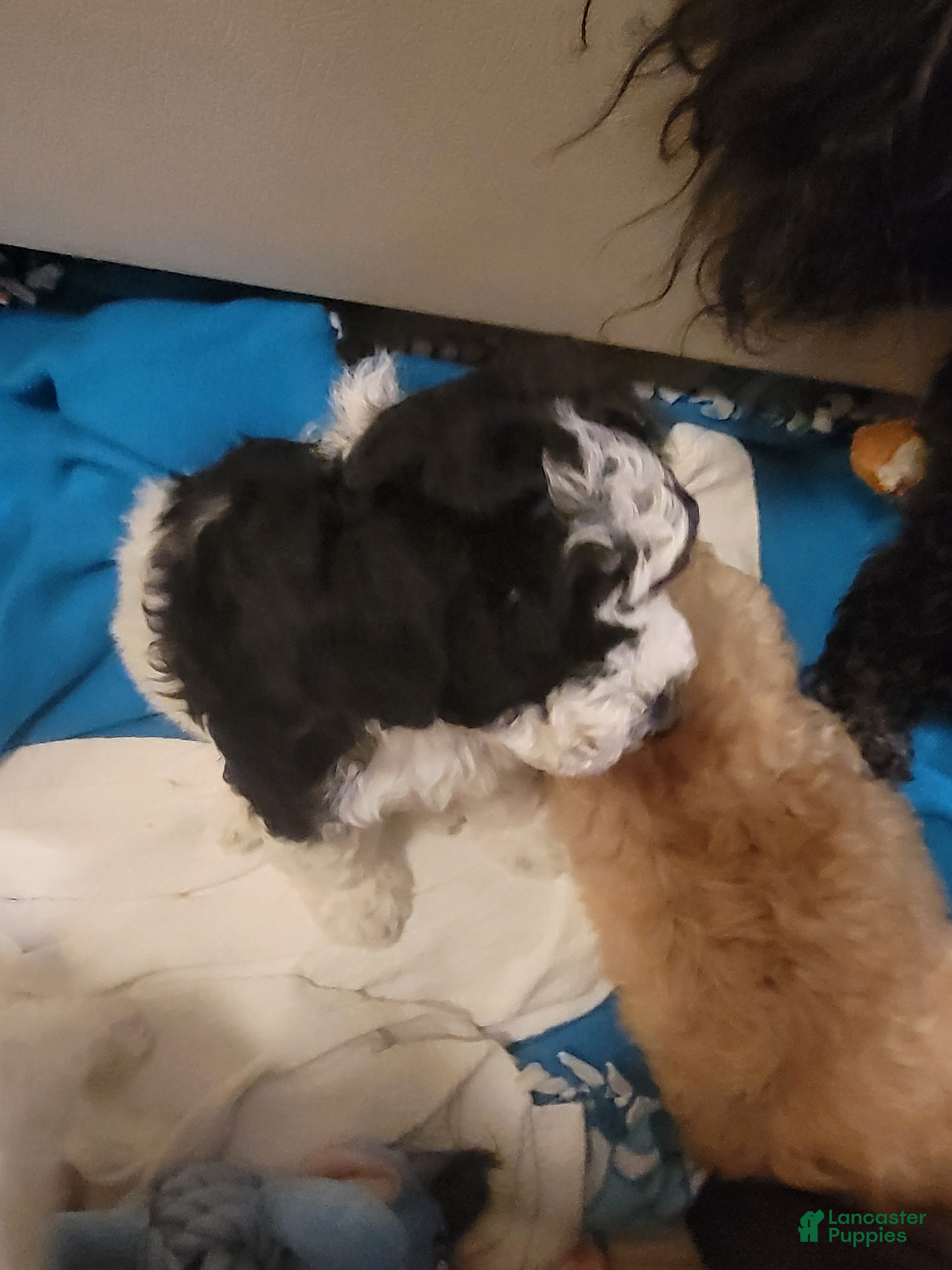 Mixed Breed dogs Chopper - Ad 2