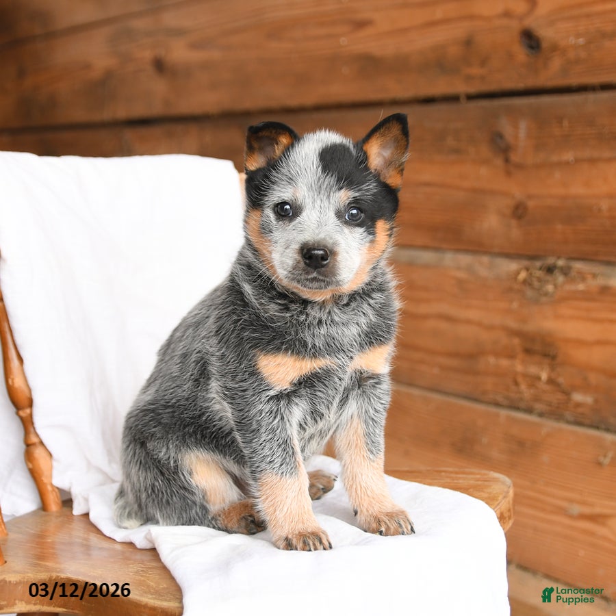 Australian Cattle Dog dogs Hailey - Ad 2
