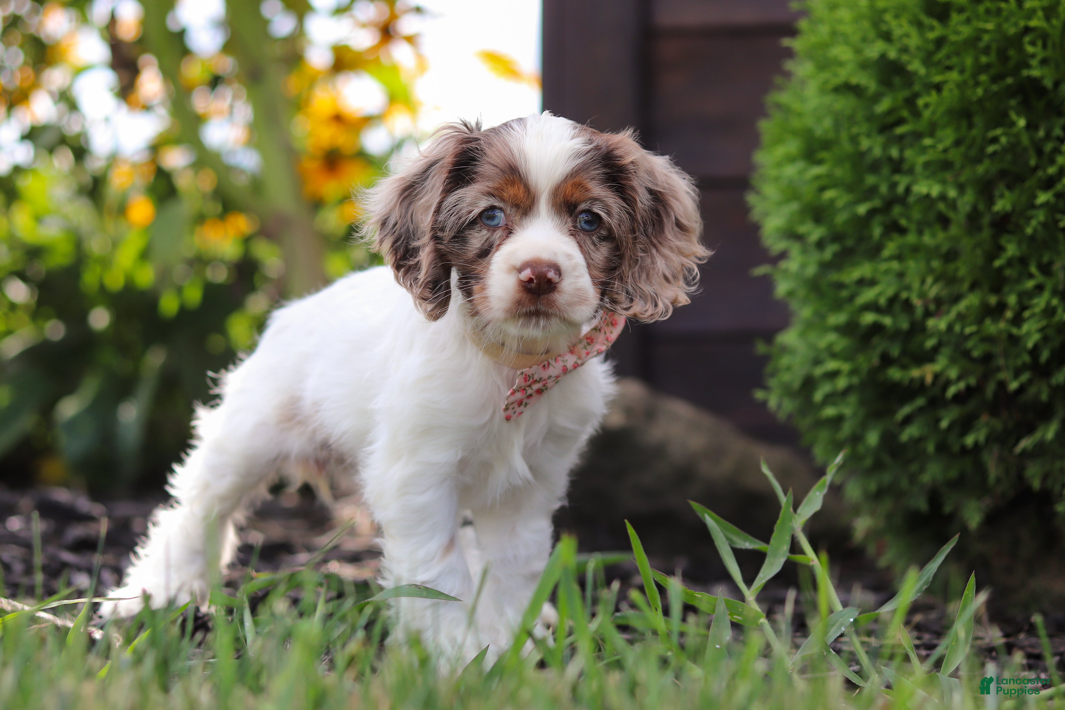 Cocker Spaniel dogs Blossom - Ad 1