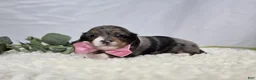Miniature Dachshund dogs for sale: Bertha - Ad 4