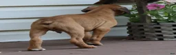 Boxer dogs for sale: Otis - Ad 5