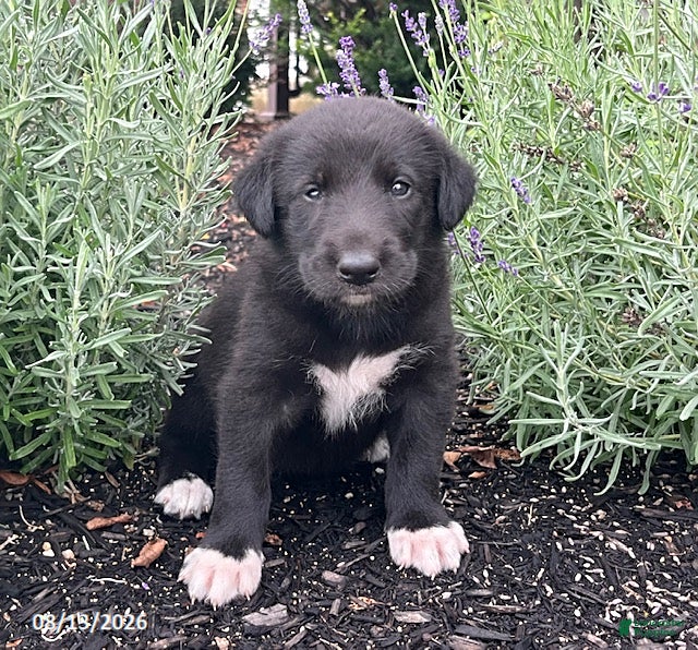 Mixed Breed dogs for sale: Kami - Ad 4