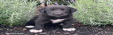 Kami