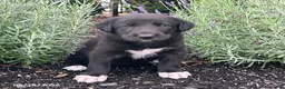 Mixed Breed dogs for sale: Kami - Ad 1