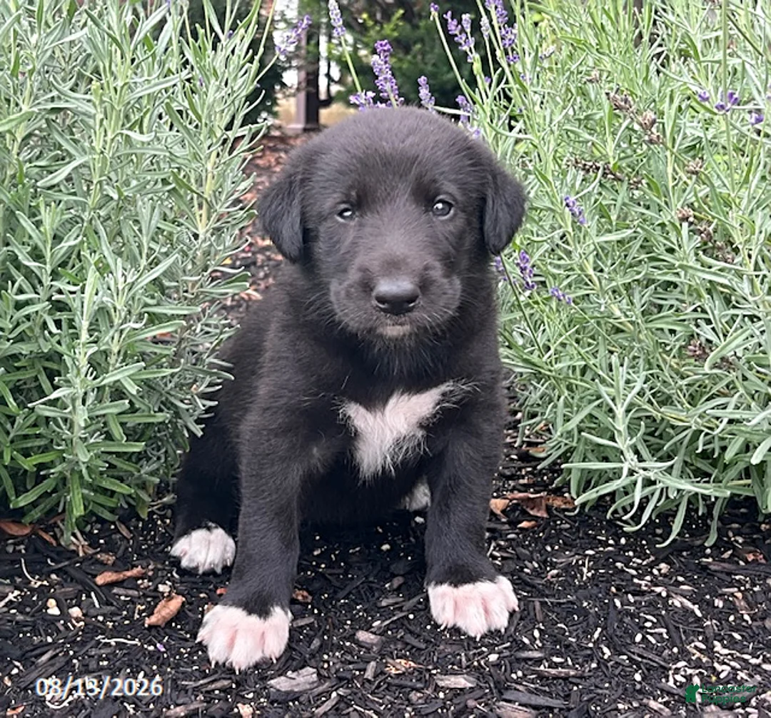Mixed Breed dogs for sale: Kami - Ad 1