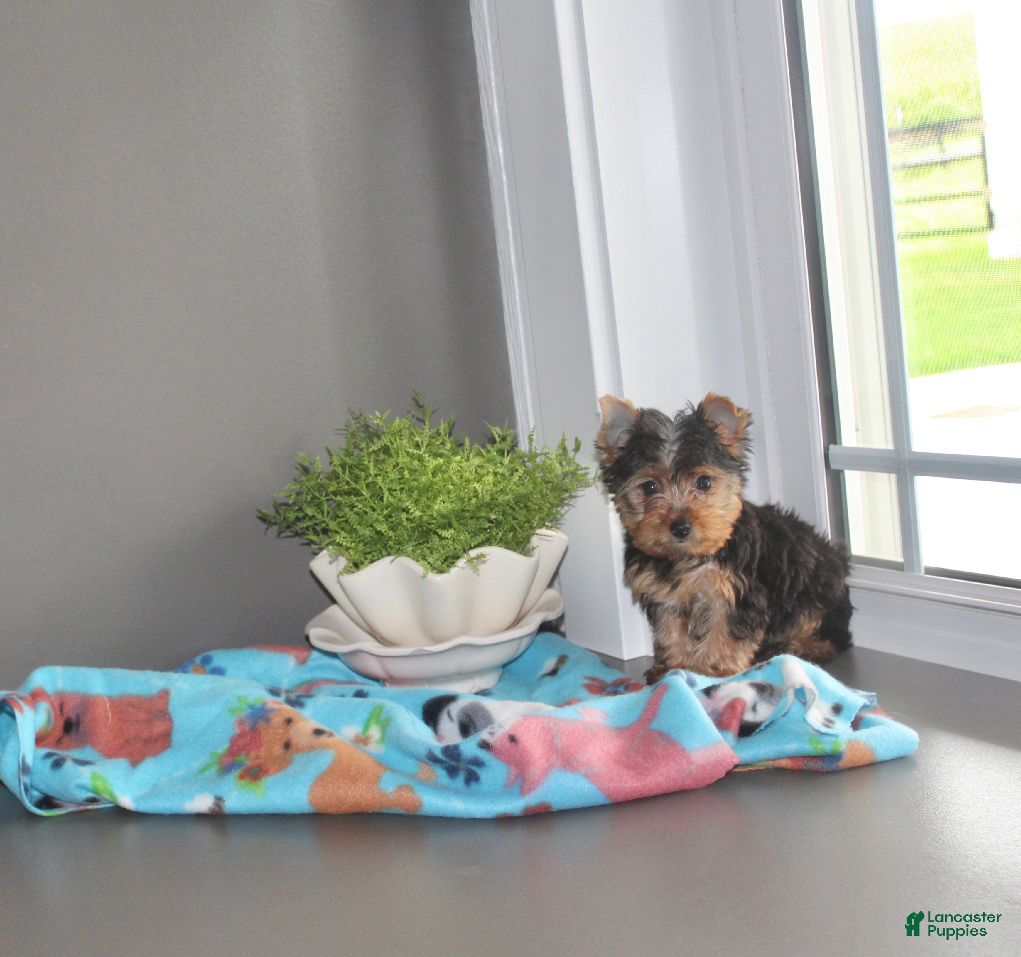 Yorkshire Terrier dogs Tinker - Ad 1