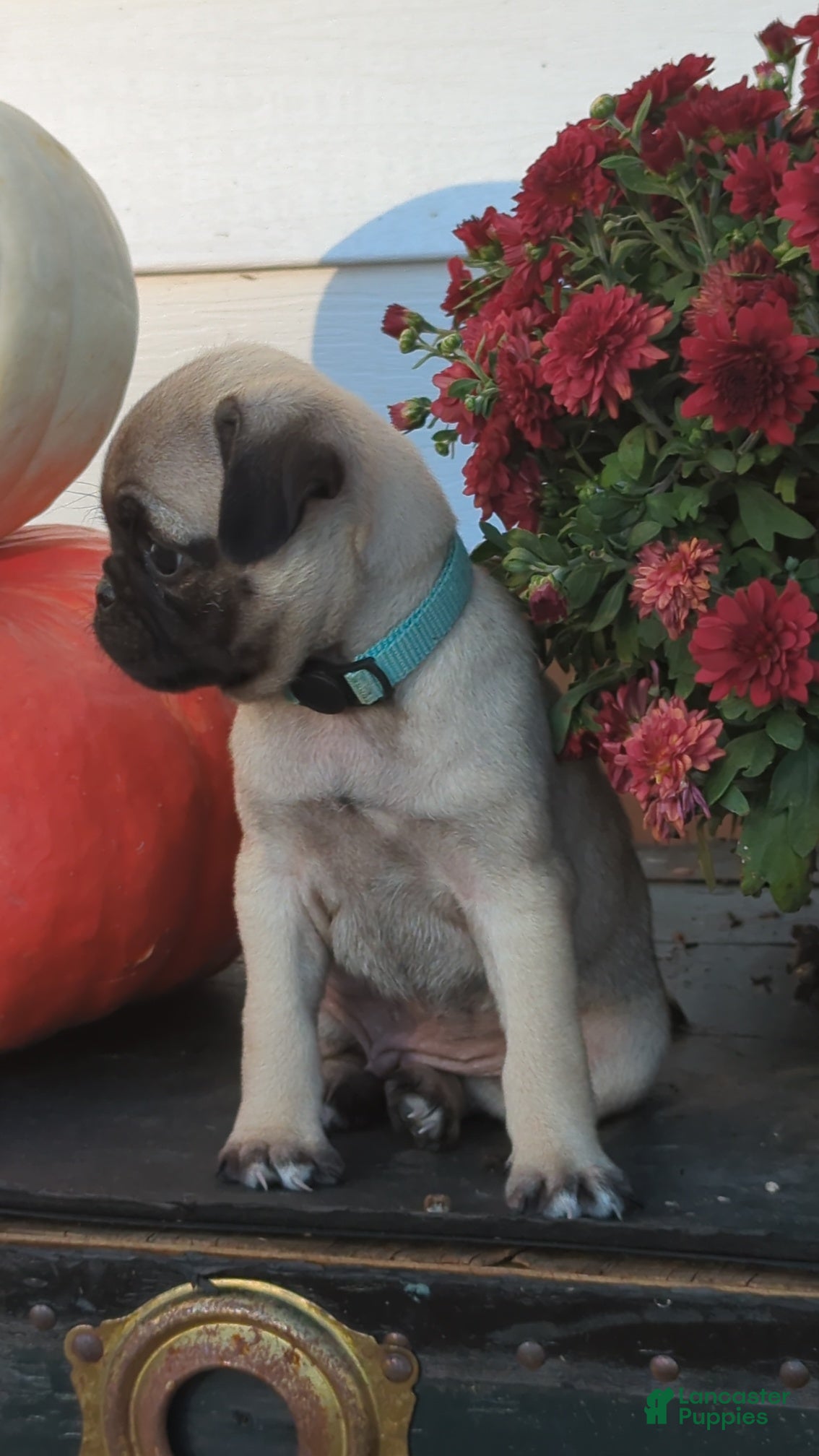 Pug